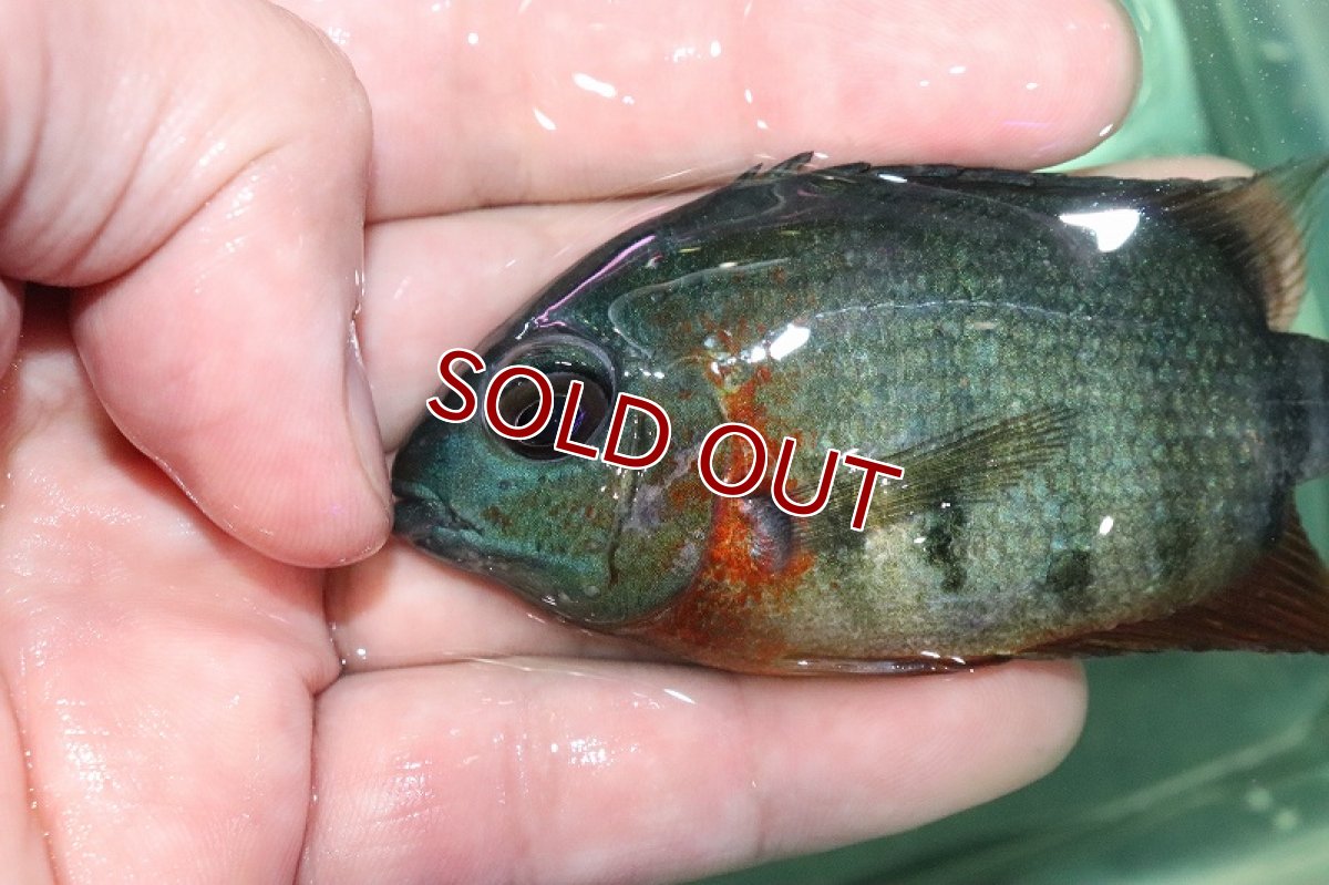画像4: 【淡水魚】激安 美種 ヘロスsp レッドネックセベラム【1匹 サンプル画像】(±6-7cm)(大型魚)(生体)(熱帯魚)NKO (4)