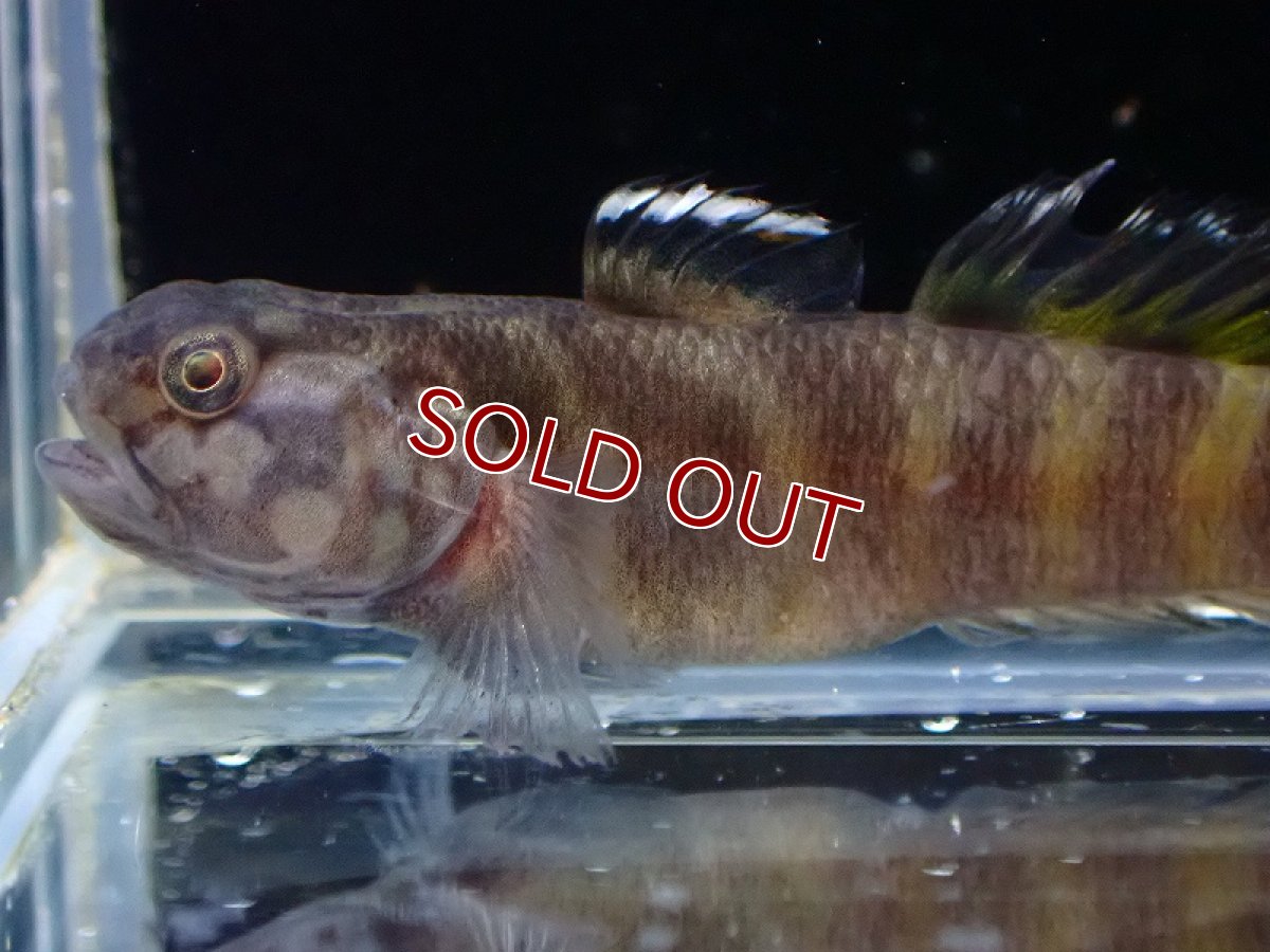 画像2: 【淡水魚】パルビス【1匹 サンプル画像】(淡水ハゼ)(生体)(熱帯魚)NK (2)