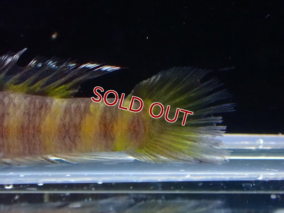 画像3: 【淡水魚】パルビス【1匹 サンプル画像】(淡水ハゼ)(生体)(熱帯魚)NK (3)