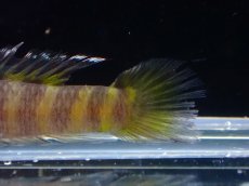 画像3: 【淡水魚】【通販】パルビス【1匹 サンプル画像】(淡水ハゼ)(生体)(熱帯魚)NK (3)