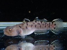 画像1: 【淡水魚】【通販】ムギロコビウス【1匹 サンプル画像】(淡水ハゼ)(生体)(熱帯魚)NK (1)