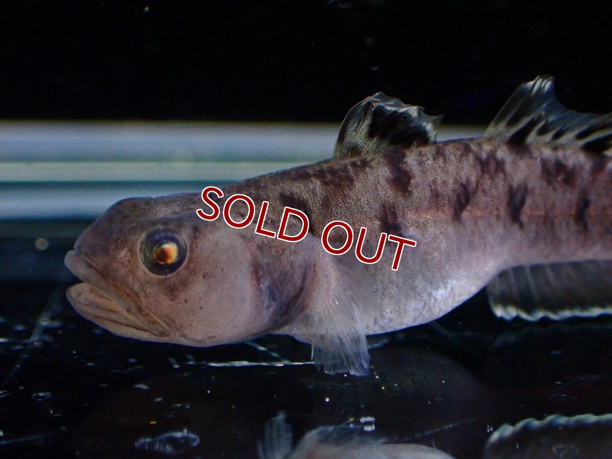 画像2: 【淡水魚】ムギロコビウス【1匹 サンプル画像】(淡水ハゼ)(生体)(熱帯魚)NK (2)