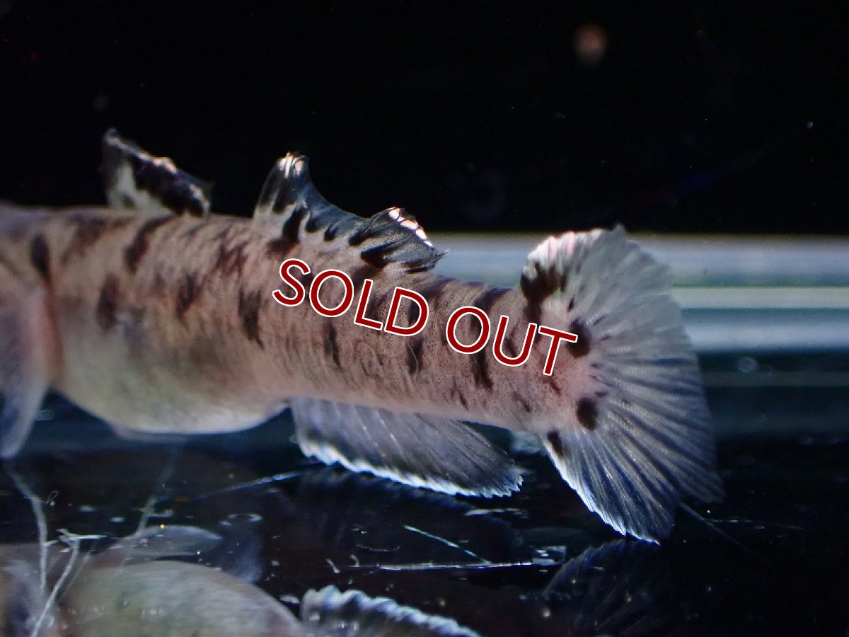 画像3: 【淡水魚】ムギロコビウス【1匹 サンプル画像】(淡水ハゼ)(生体)(熱帯魚)NK (3)