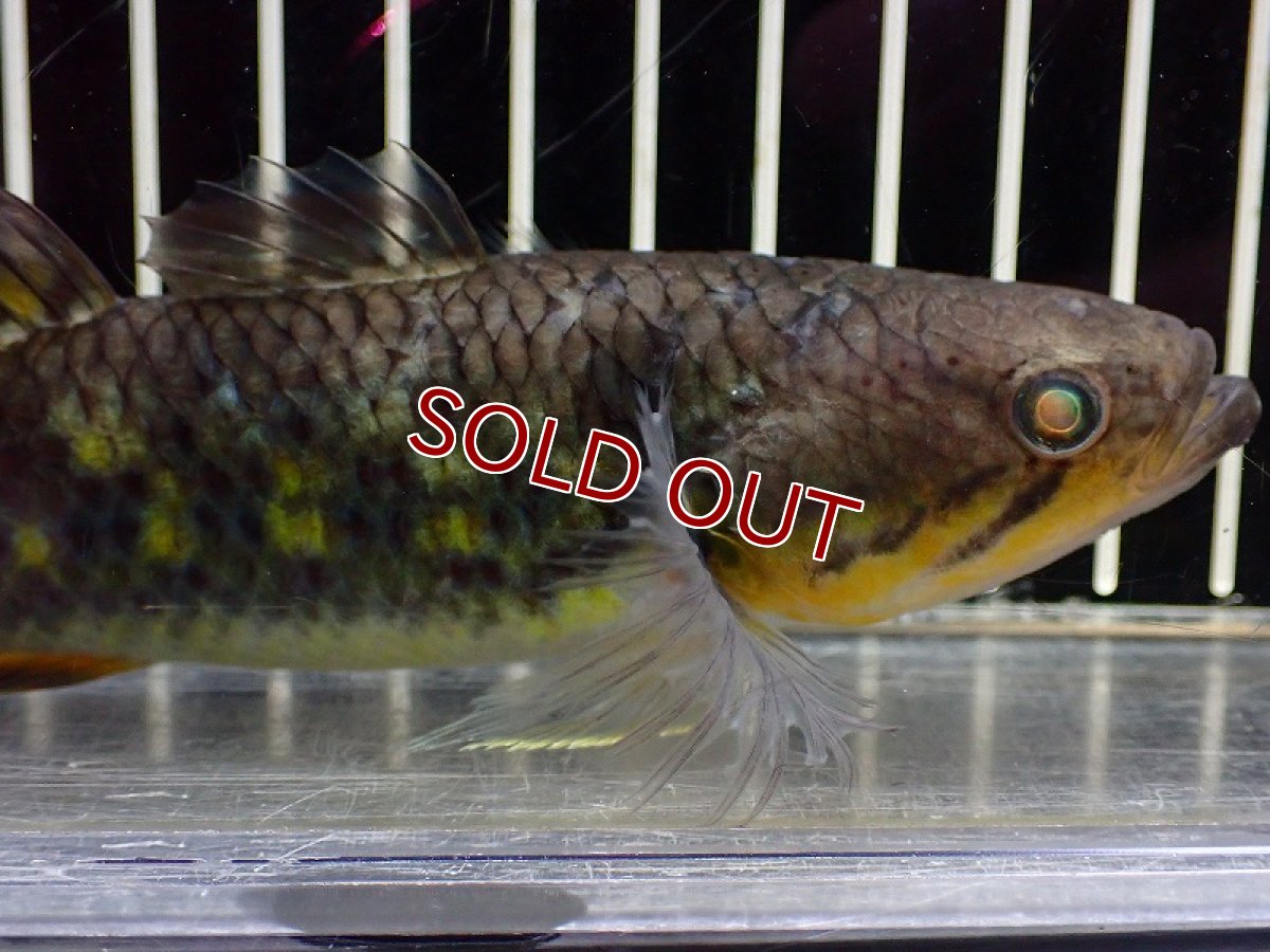 画像2: 【淡水魚】【通販】スネークヘッドガジョン【1匹 サンプル画像】(±4-5cm)(淡水ハゼ)(生体)(熱帯魚)NK (2)