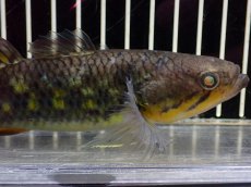 画像2: 【淡水魚】【通販】大特価 スネークヘッドガジョン【1匹 サンプル画像】(±3-5cm)(淡水ハゼ)(生体)(熱帯魚)NK (2)