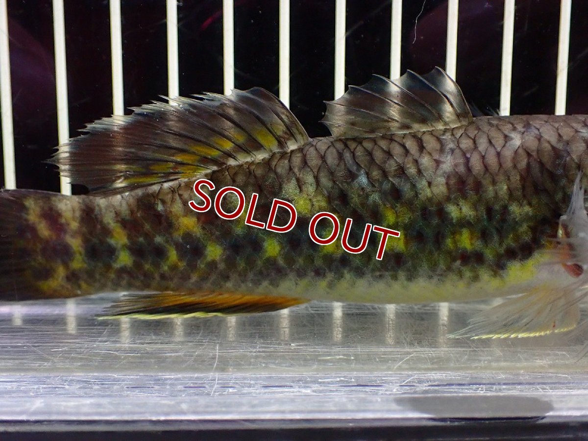 画像3: 【淡水魚】【通販】スネークヘッドガジョン【1匹 サンプル画像】(±4-5cm)(淡水ハゼ)(生体)(熱帯魚)NK (3)