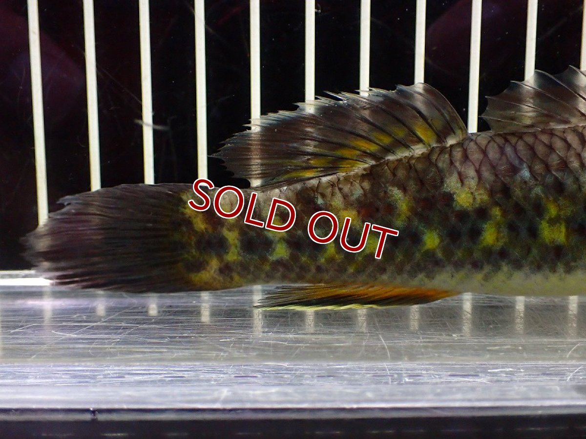 画像4: 【淡水魚】【通販】スネークヘッドガジョン【1匹 サンプル画像】(±4-5cm)(淡水ハゼ)(生体)(熱帯魚)NK (4)