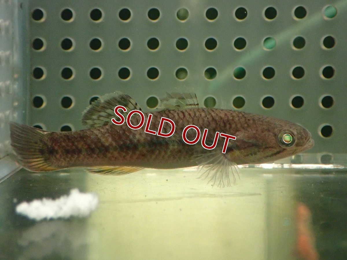 画像5: 【淡水魚】【通販】スネークヘッドガジョン【1匹 サンプル画像】(±4-5cm)(淡水ハゼ)(生体)(熱帯魚)NK (5)