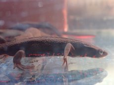 画像1: 【淡水魚】【通販】激安 アカハライモリ【1匹 サンプル画像】(±7-9cm)(両性類)(生体)(熱帯魚)NK (1)