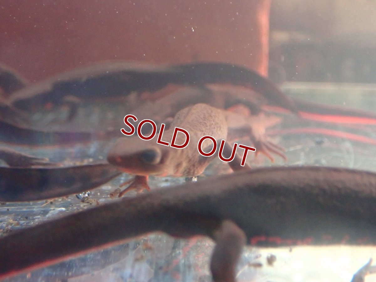 画像2: 【淡水魚】【通販】アカハライモリ【1匹 サンプル画像】(±7-9cm)(両性類)(生体)(熱帯魚)NK (2)