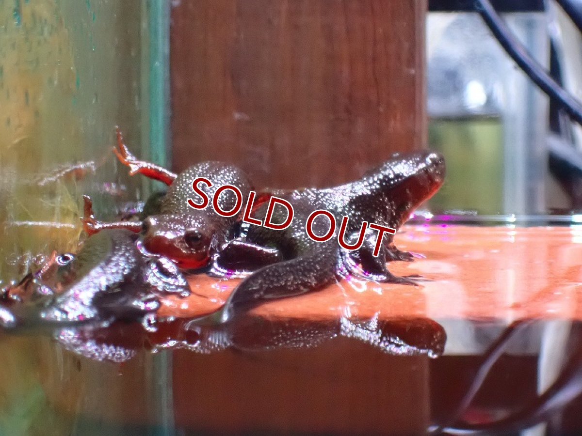 画像3: 【淡水魚】【通販】アカハライモリ【1匹 サンプル画像】(±7-9cm)(両性類)(生体)(熱帯魚)NK (3)