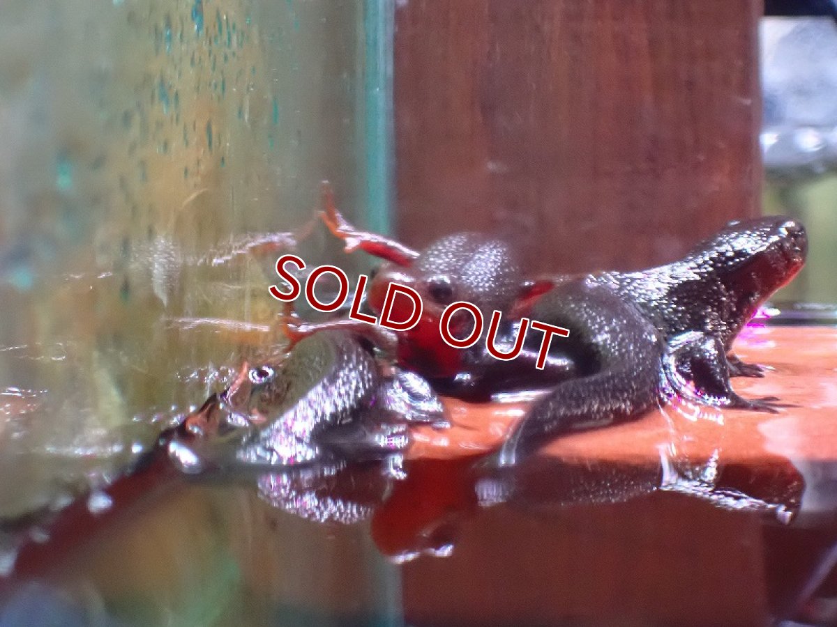 画像4: 【淡水魚】【通販】アカハライモリ【1匹 サンプル画像】(±7-9cm)(両性類)(生体)(熱帯魚)NK (4)