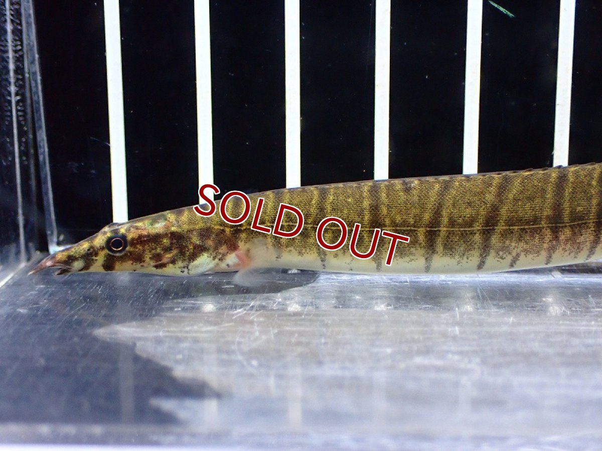 画像2: 【淡水魚】ゼブリヌススパイニーイール【1匹 サンプル画像】(±10-13cm)(大型魚)(生体)(熱帯魚)NKO (2)