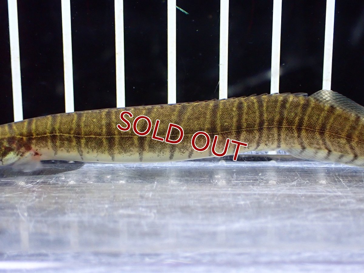 画像3: 【淡水魚】ゼブリヌススパイニーイール【1匹 サンプル画像】(±10-13cm)(大型魚)(生体)(熱帯魚)NKO (3)