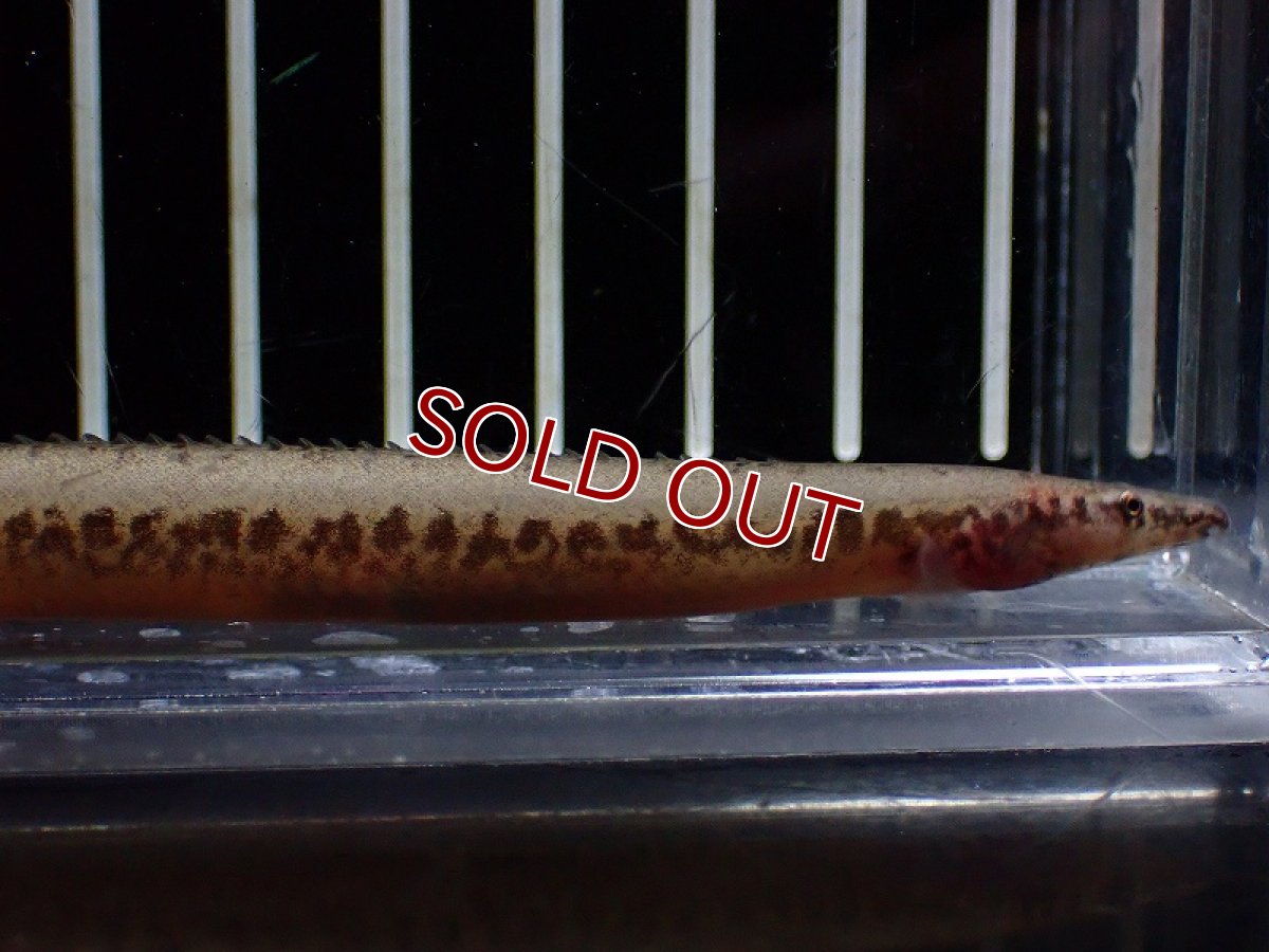 画像2: 【淡水魚】マスタセンベルス クリプタカンサス コンゴ産 ワイルド【1匹 サンプル画像】(±10-15cm)(大型魚)(生体)(熱帯魚)NKO (2)