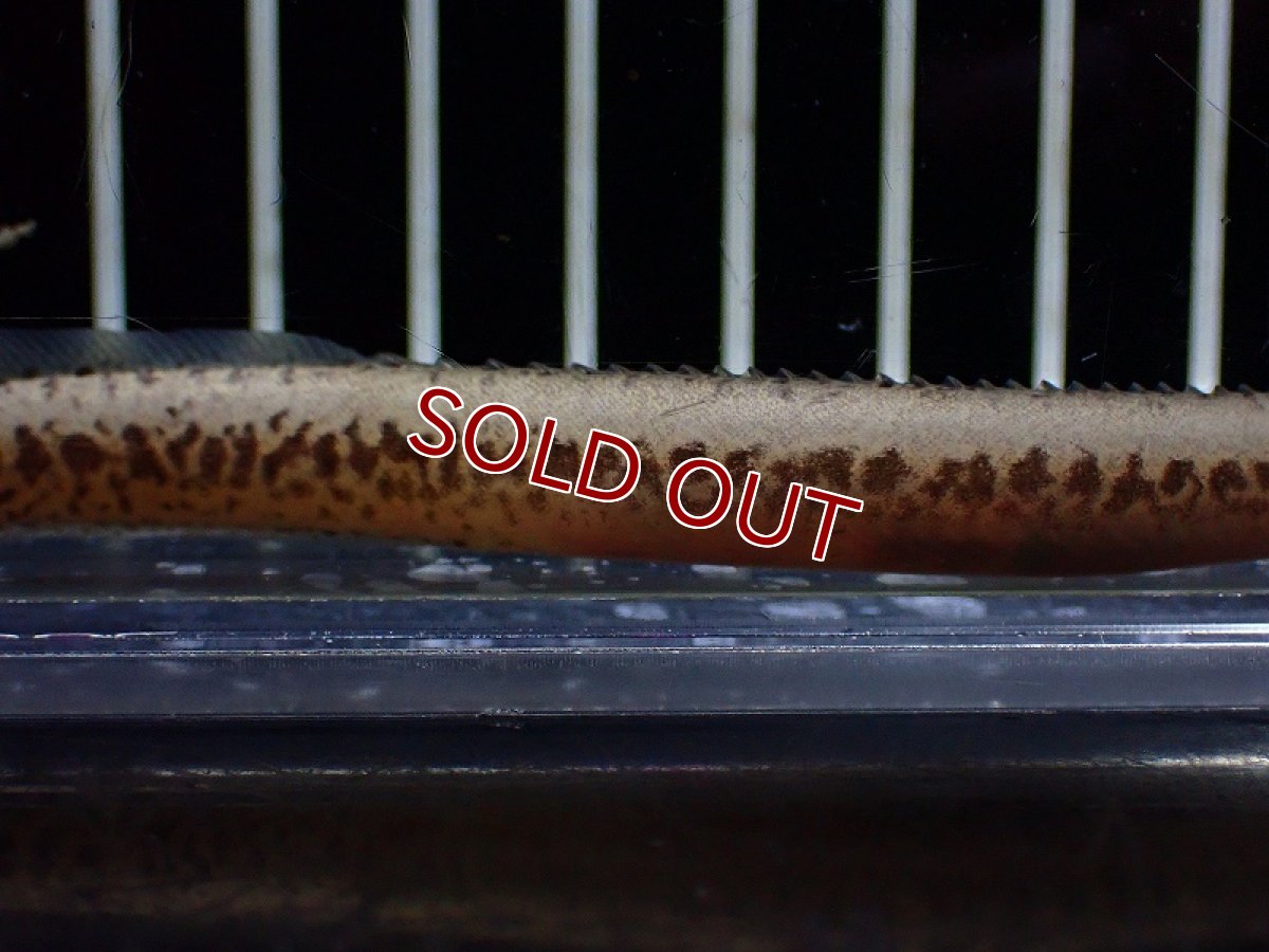 画像3: 【淡水魚】マスタセンベルス クリプタカンサス コンゴ産 ワイルド【1匹 サンプル画像】(±10-15cm)(大型魚)(生体)(熱帯魚)NKO (3)