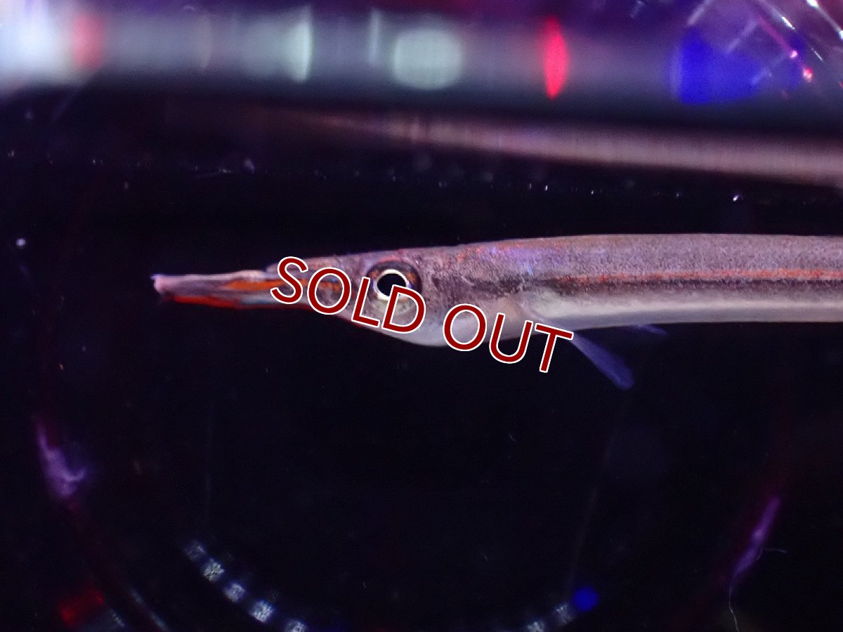 画像2: 【淡水魚】レッドラインハーフビーク【1匹 サンプル画像】(生体)(熱帯魚)NK (2)