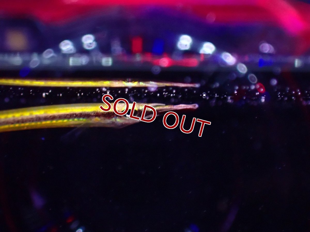 画像2: 【淡水魚】ゴールドラインハーフビーク【1匹 サンプル画像】(生体)(熱帯魚)NK (2)