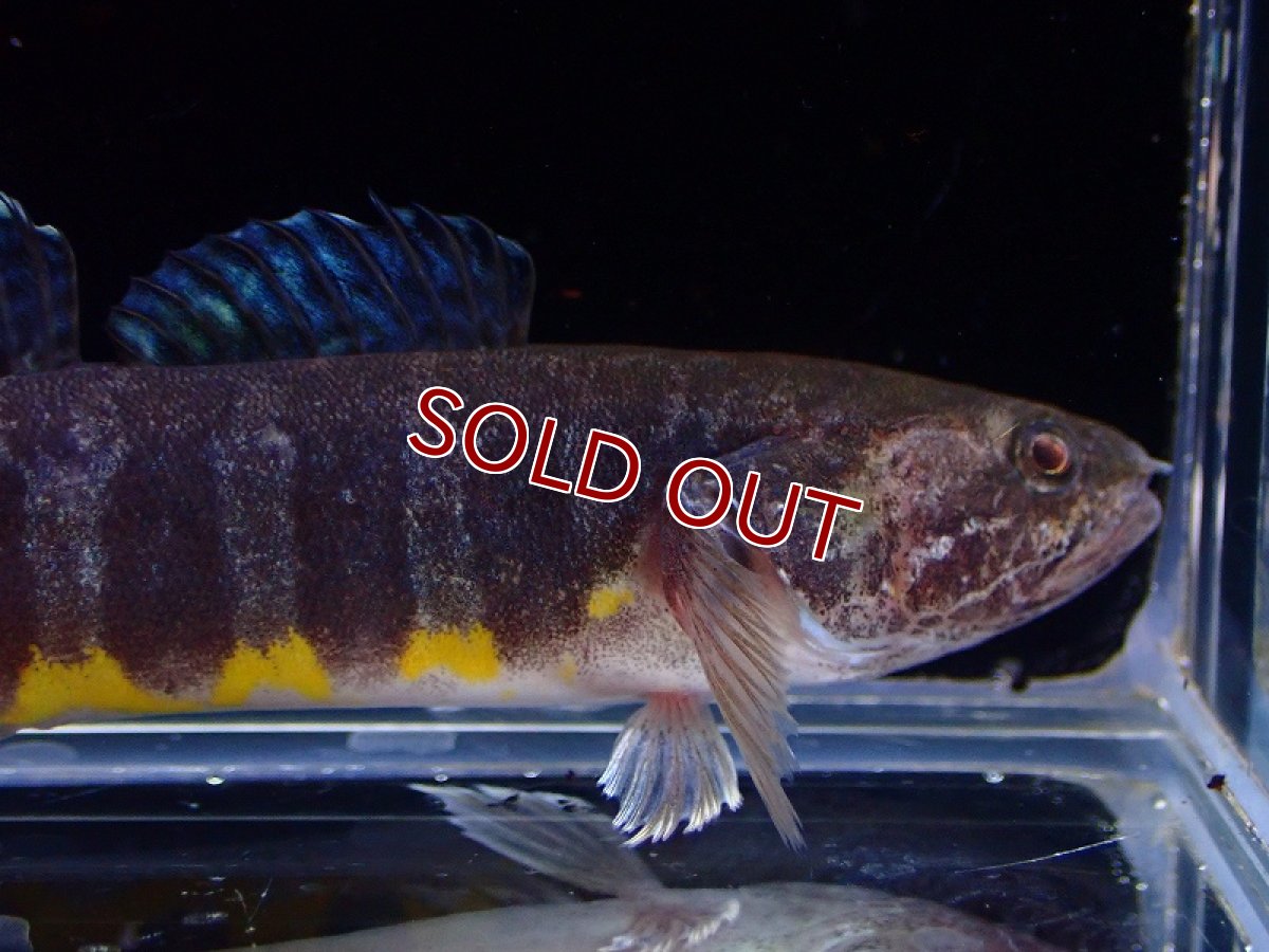 画像2: 【淡水魚】ニューギニアゼブラガジョン【1匹 サンプル画像】(±8-9cm)(ハゼ)(生体)(熱帯魚)NK (2)