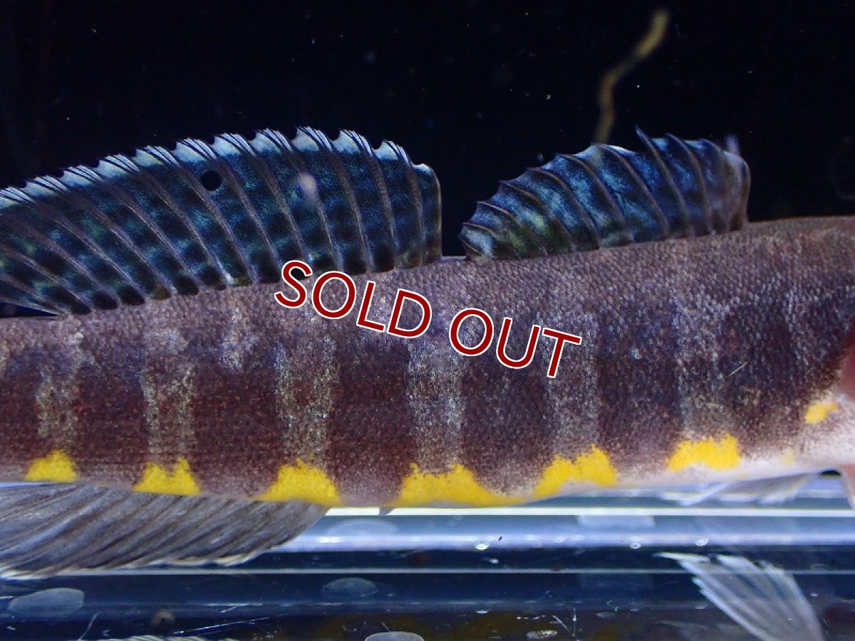 画像3: 【淡水魚】ニューギニアゼブラガジョン【1匹 サンプル画像】(±8-9cm)(ハゼ)(生体)(熱帯魚)NK (3)