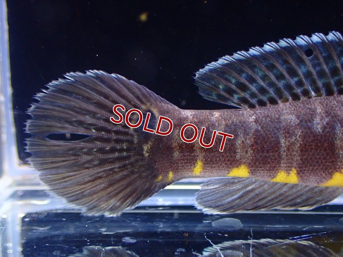 画像4: 【淡水魚】ニューギニアゼブラガジョン【1匹 サンプル画像】(±8-9cm)(ハゼ)(生体)(熱帯魚)NK (4)