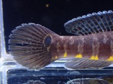 画像4: 【淡水魚】【通販】ニューギニアゼブラガジョン【1匹 サンプル画像】(±8-9cm)(ハゼ)(生体)(熱帯魚)NK (4)