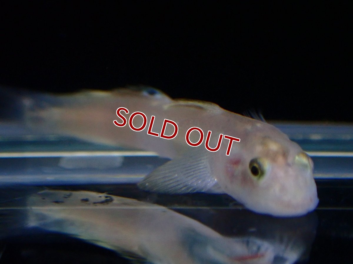 画像2: 【淡水魚】レンティペス イケアエ【1匹 サンプル画像】(淡水ハゼ)(生体)(熱帯魚)NK (2)