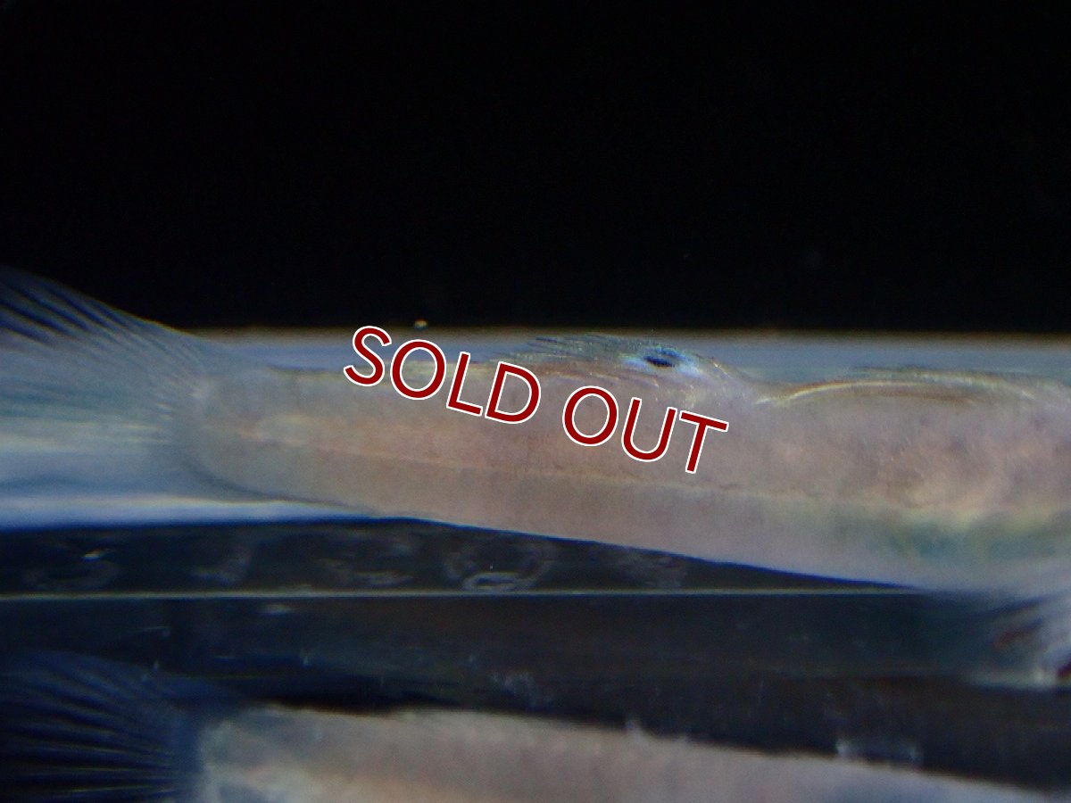 画像3: 【淡水魚】レンティペス イケアエ【1匹 サンプル画像】(淡水ハゼ)(生体)(熱帯魚)NK (3)