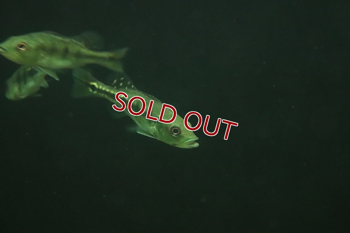 画像2: 【淡水魚】大特価 キクラ ケルベリー スパイダー【1匹 サンプル画像】(±8-10cm)（大型魚）（生体）（熱帯魚）NKO (2)