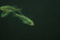 画像2: 【淡水魚】【通販】大特価 キクラ ケルベリー スパイダー【1匹 サンプル画像】(±8-10cm)（大型魚）（生体）（熱帯魚）NKO (2)