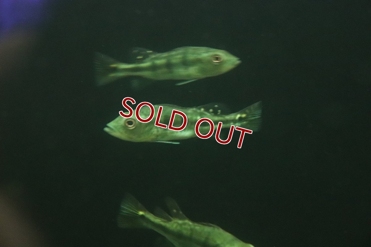 画像3: 【淡水魚】大特価 キクラ ケルベリー スパイダー【1匹 サンプル画像】(±8-10cm)（大型魚）（生体）（熱帯魚）NKO (3)