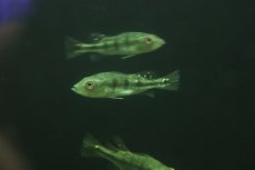 画像3: 【淡水魚】【通販】大特価 キクラ ケルベリー スパイダー【1匹 サンプル画像】(±8-10cm)（大型魚）（生体）（熱帯魚）NKO (3)