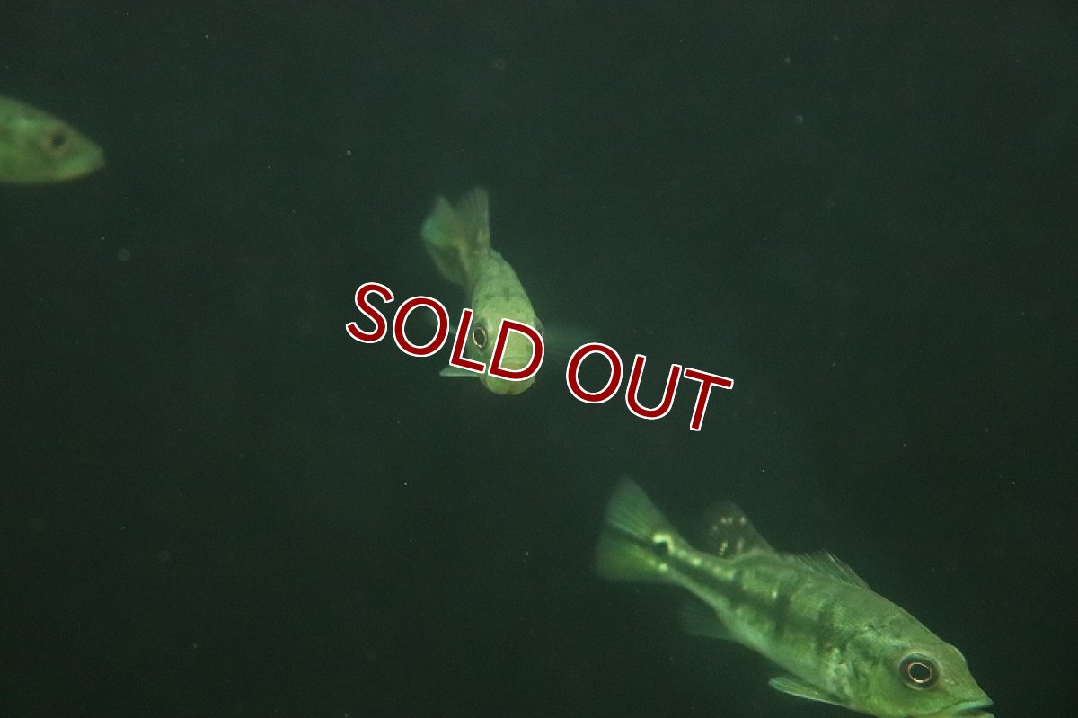 画像4: 【淡水魚】大特価 キクラ ケルベリー スパイダー【1匹 サンプル画像】(±8-10cm)（大型魚）（生体）（熱帯魚）NKO (4)