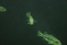 画像4: 【淡水魚】【通販】大特価 キクラ ケルベリー スパイダー【1匹 サンプル画像】(±8-10cm)（大型魚）（生体）（熱帯魚）NKO (4)