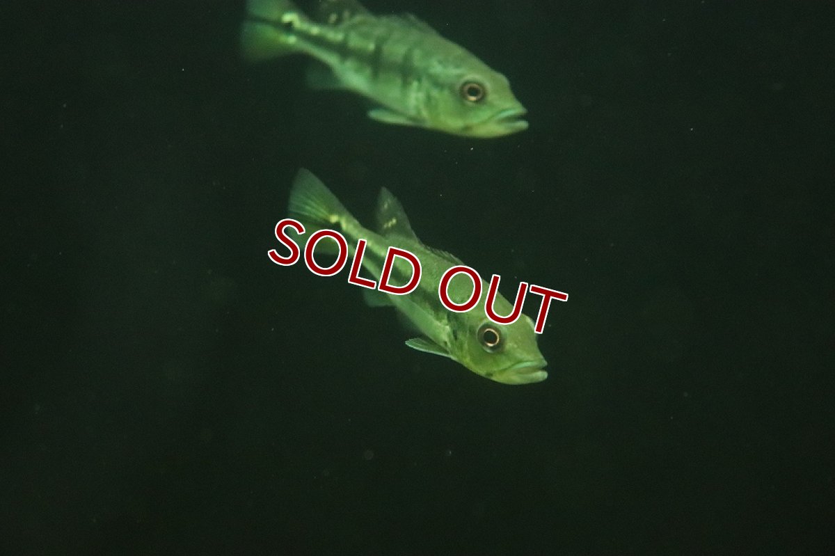 画像5: 【淡水魚】大特価 キクラ ケルベリー スパイダー【1匹 サンプル画像】(±8-10cm)（大型魚）（生体）（熱帯魚）NKO (5)