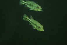 画像5: 【淡水魚】【通販】大特価 キクラ ケルベリー スパイダー【1匹 サンプル画像】(±8-10cm)（大型魚）（生体）（熱帯魚）NKO (5)