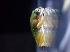画像1: 【淡水魚】【通販】スポット系親種 イエアメガエル【1匹 サンプル画像】(±1.5-2cm)（カエル）（生体）（熱帯魚）NK (1)