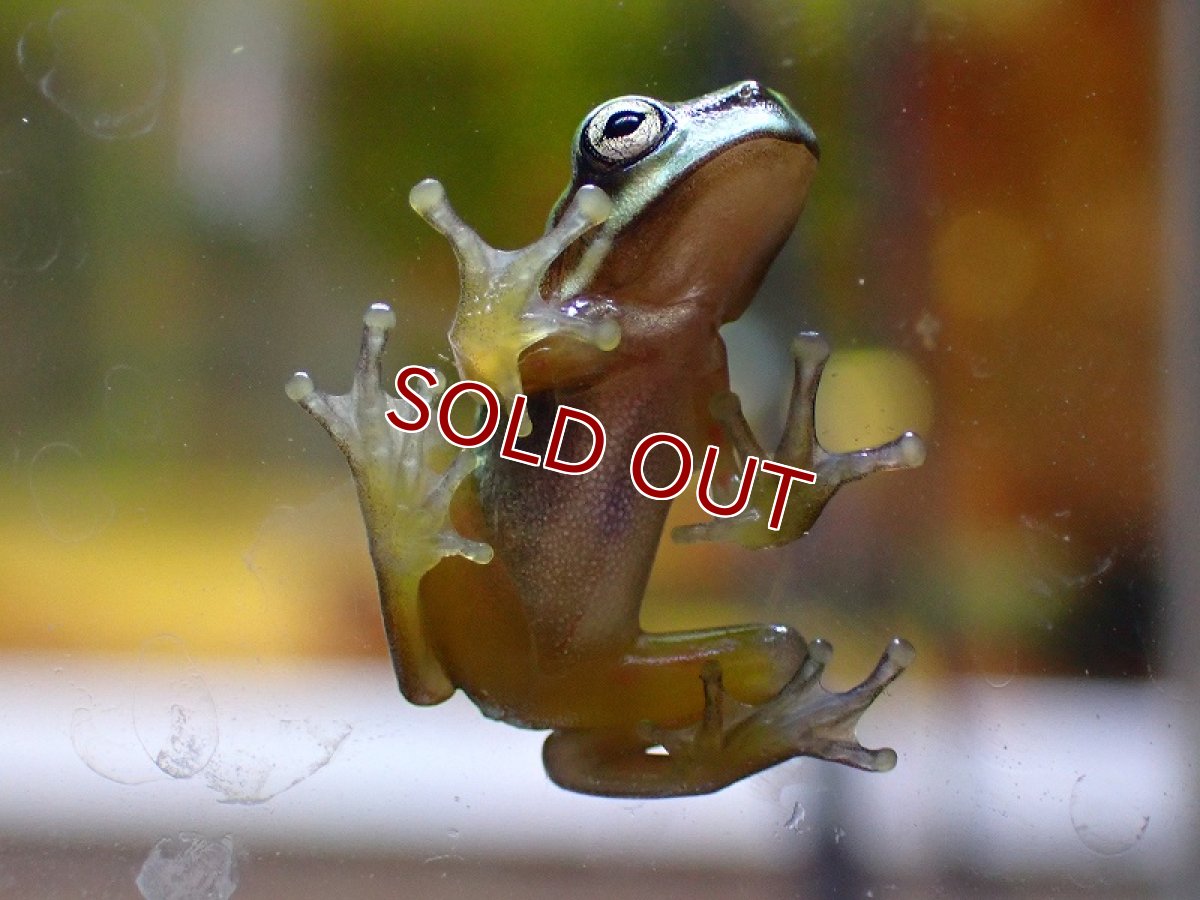 画像2: 【淡水魚】スポット系親種 イエアメガエル【1匹 サンプル画像】(±1.5-2cm)（カエル）（生体）（熱帯魚）NK (2)