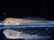 画像1: 【淡水魚】クランウェルツノガエル おたまじゃくし【1匹 サンプル画像】(±4cm)（カエル・オタマジャクシ）（生体）（熱帯魚）NK (1)