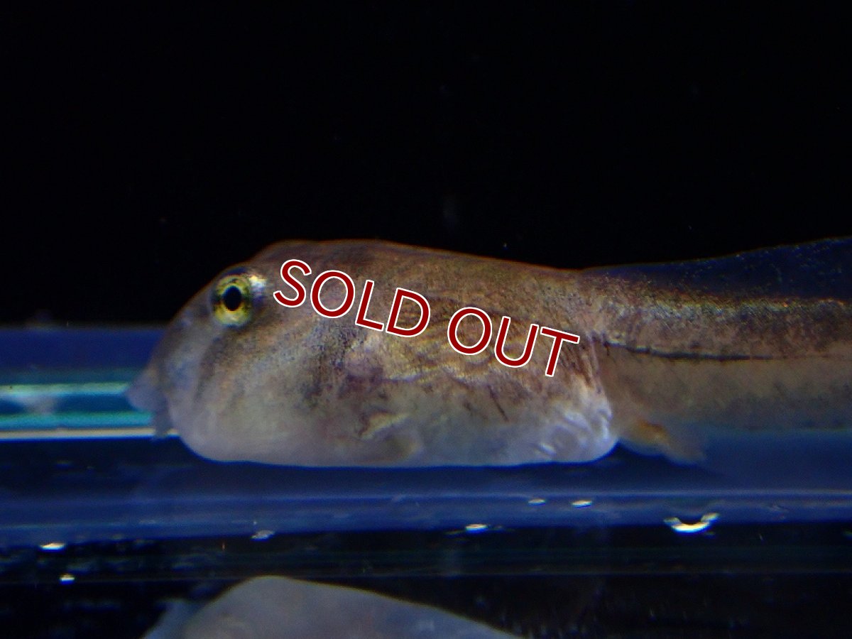 画像2: 【淡水魚】クランウェルツノガエル おたまじゃくし【1匹 サンプル画像】(±4cm)（カエル・オタマジャクシ）（生体）（熱帯魚）NK (2)