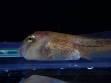 画像2: 【淡水魚】クランウェルツノガエル おたまじゃくし【1匹 サンプル画像】(±4cm)（カエル・オタマジャクシ）（生体）（熱帯魚）NK (2)