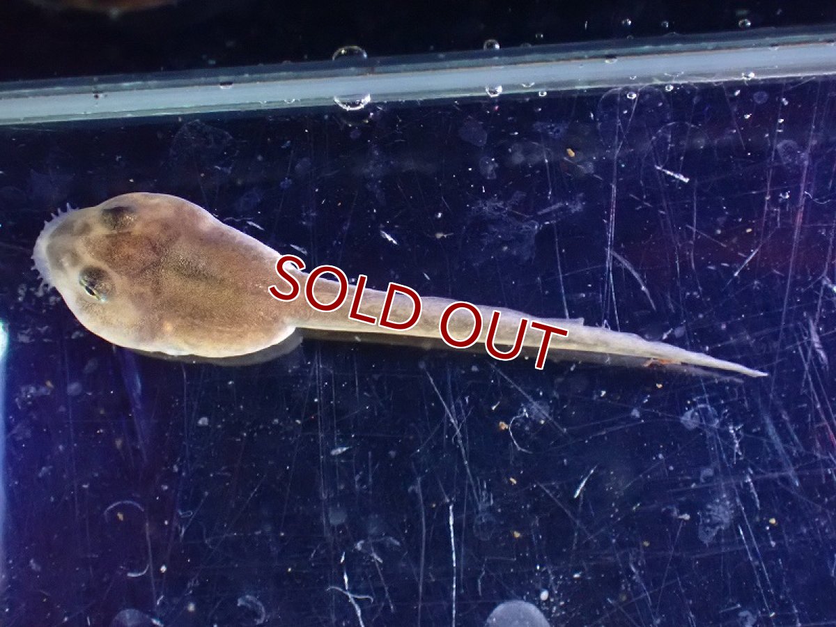 画像3: 【淡水魚】クランウェルツノガエル おたまじゃくし【1匹 サンプル画像】(±4cm)（カエル・オタマジャクシ）（生体）（熱帯魚）NK (3)