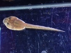 画像3: 【淡水魚】クランウェルツノガエル おたまじゃくし【1匹 サンプル画像】(±4cm)（カエル・オタマジャクシ）（生体）（熱帯魚）NK (3)