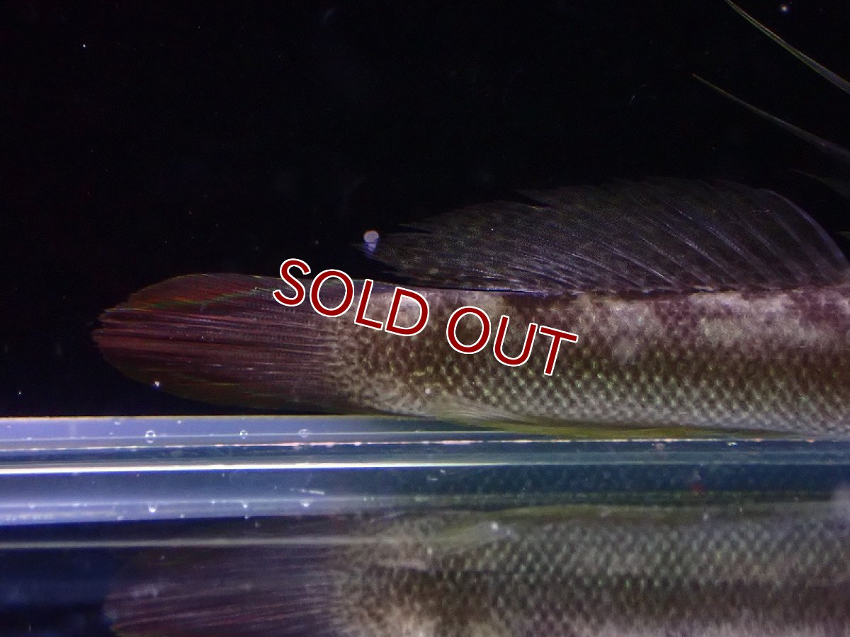 画像2: 【淡水魚】激レア 未記載種？ 詳細不明 スティフォドンsp ボルネオ【1匹 サンプル画像】（淡水ハゼ）（生体）（熱帯魚）NK (2)