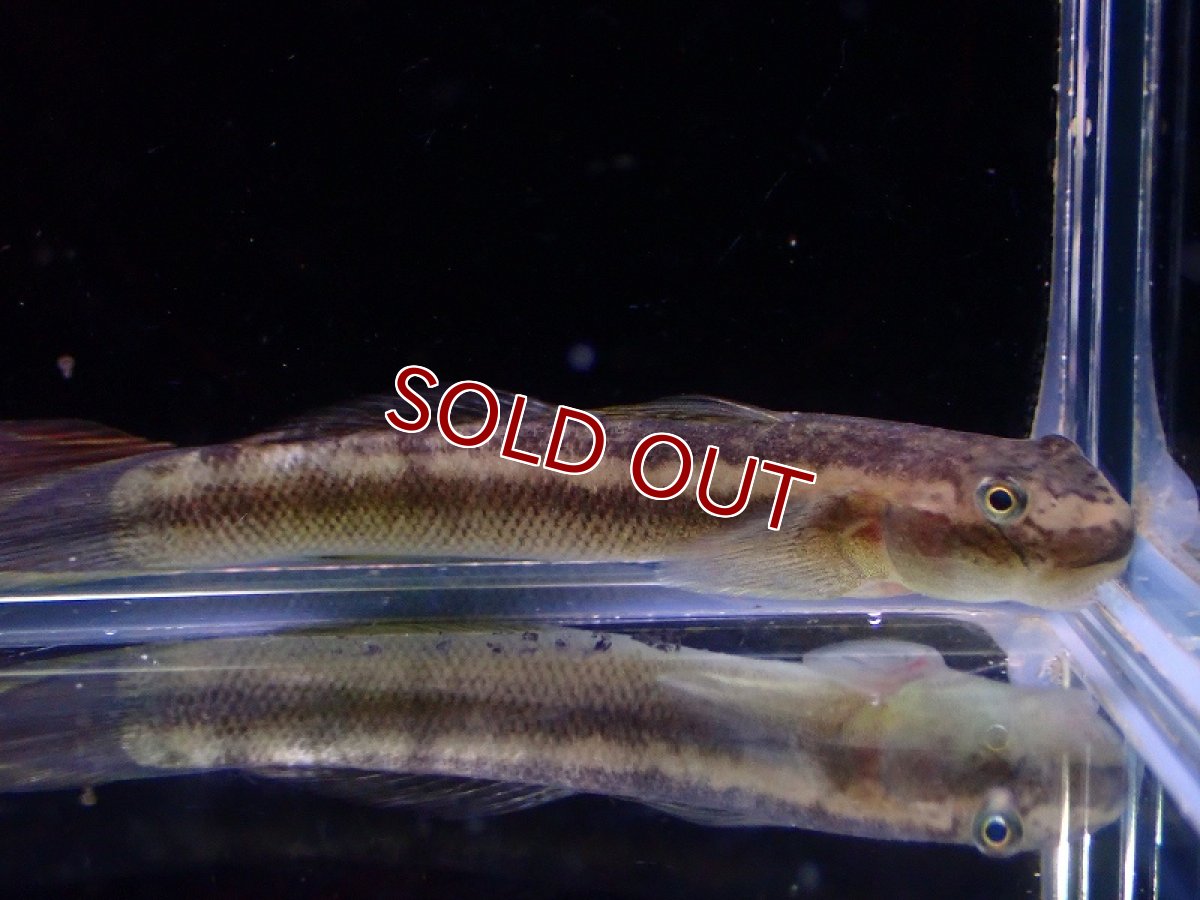 画像3: 【淡水魚】激レア 未記載種？ 詳細不明 スティフォドンsp ボルネオ【1匹 サンプル画像】（淡水ハゼ）（生体）（熱帯魚）NK (3)