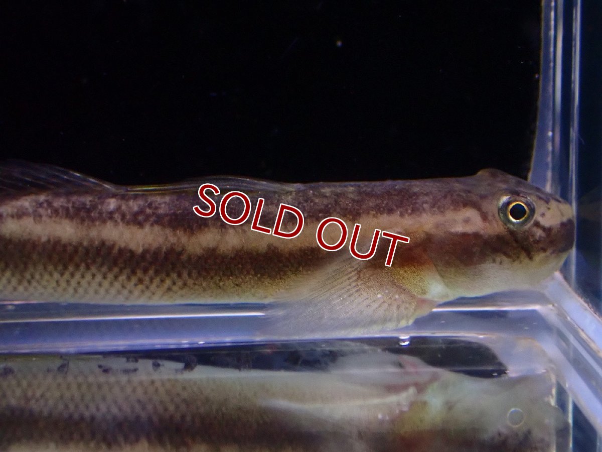 画像4: 【淡水魚】激レア 未記載種？ 詳細不明 スティフォドンsp ボルネオ【1匹 サンプル画像】（淡水ハゼ）（生体）（熱帯魚）NK (4)