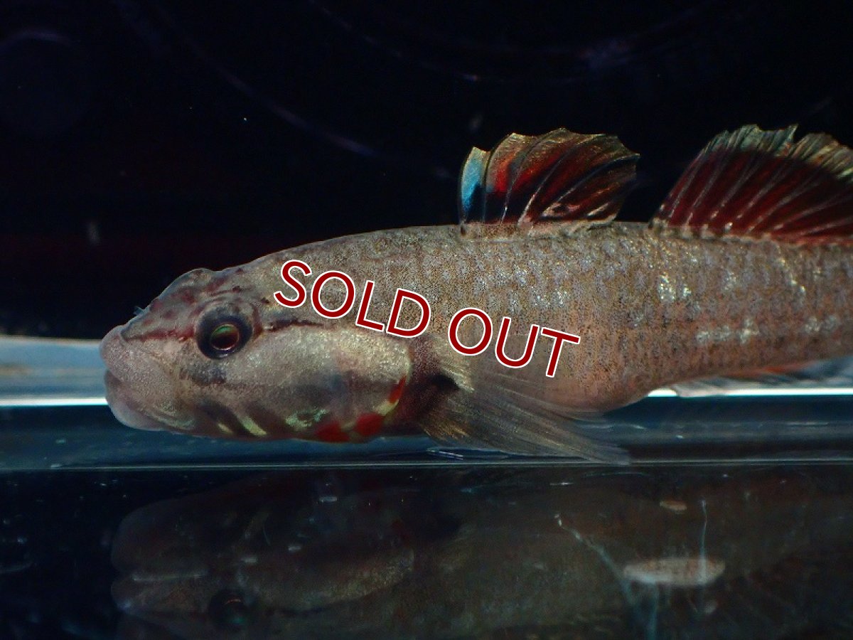 画像2: 【淡水魚】リノコビウス sp レッド Rhinogobius zhoui ベトナム産【1匹 サンプル画像】（淡水ハゼ）（生体）（熱帯魚）NK (2)