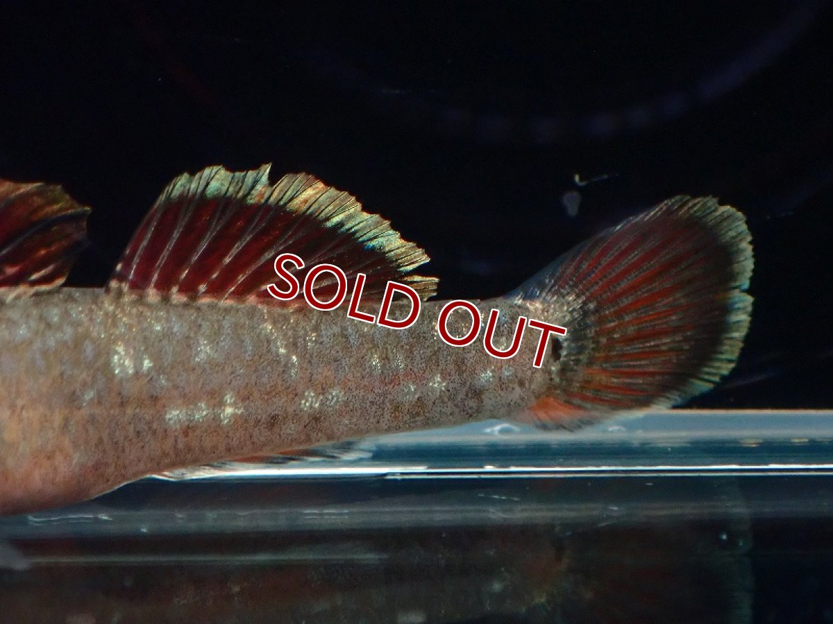 画像3: 【淡水魚】リノコビウス sp レッド Rhinogobius zhoui ベトナム産【1匹 サンプル画像】（淡水ハゼ）（生体）（熱帯魚）NK (3)