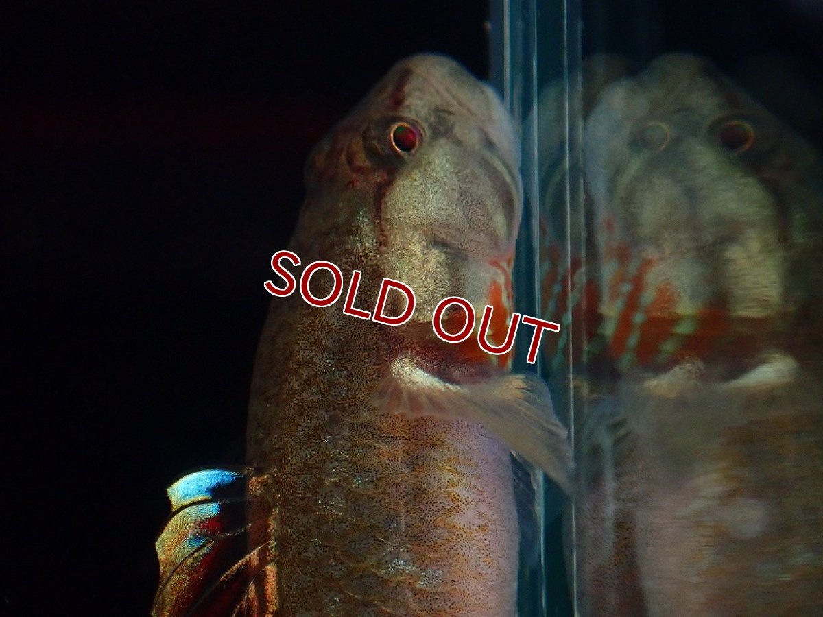 画像4: 【淡水魚】リノコビウス sp レッド Rhinogobius zhoui ベトナム産【1匹 サンプル画像】（淡水ハゼ）（生体）（熱帯魚）NK (4)