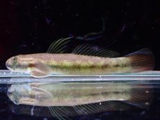 画像1: 【淡水魚】【通販】ルリボウズハゼ【1匹 サンプル画像】（淡水ハゼ）（生体）（熱帯魚）NK (1)